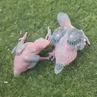 فروخ درة هولندي