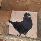 حمام قطيفي