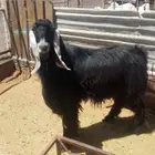 فحل عارضي للبيع