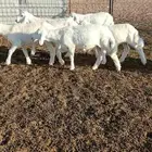 بهم حري خرفان