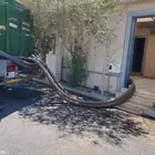 وايت ماء