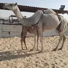 العشرا الوضحا الكفو