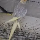 طيور كروان زوج للبيع