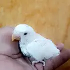 فرخ روز ( البينو - عيون حمراء )