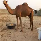 بكره ثنيه ملاقي