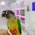 عروض اليوم الوطني