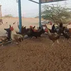 دجاج بلدي وفيومي