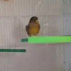 للبيع جوز كناري تحته بيض