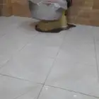 للبيع عجانه 50 كيلو