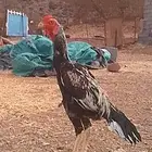 تيك باكستاني سندي. طيب هم يتواصل الى الصامل