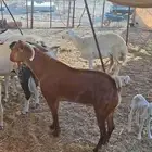 تيس محايلي