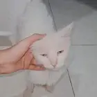 قط للتبني أنثى