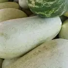 جح حبحب البيع جمله