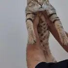 قط لعوب للتبني