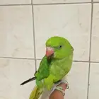 للبيع طير درة متكلم