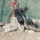 ديك باكستاني سندي للبيع او البدل