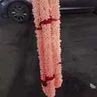 فل صبيا جيزان فل جيزاني