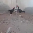 للبيع ديوك باكستاني