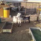عنزين ثنيات تحتهن 4