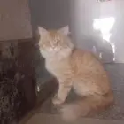 قط شيرازي هجين بكي فيس للتبني