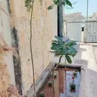 ابو عبدالله لتوريد جميع الاشجار ونخيل وتنسيق الحدائق