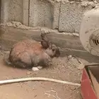 الرانب للبيع