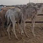 حشو تربيه بكار