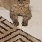 قط للبيع حفر الباطن