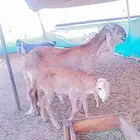درمانيه مع ولدها