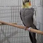 2 كروان ب 220 مع قفصين