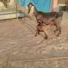 شاه مسوي عليها تيس