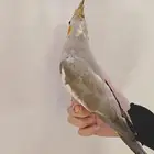 عصفورة كروان