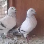 حمام زاجل. ايس