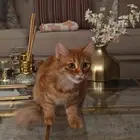 قطه للتبني