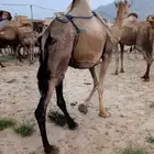 ناقه مصغر عليها قعود ذكر