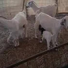 ماعز للبيع اربع معاها اربع جدة طريق عسفان