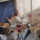 دجاج وا ديوك بياض ماشاءالله تبارك الله الصحه جيده