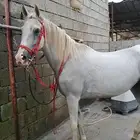 خيل