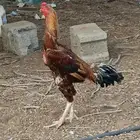 ديك باكستاني