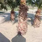 ابومحمد لتنسيق الحديق