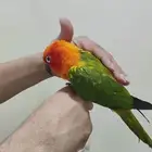 صنكنيور أليف