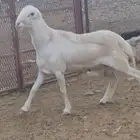 خرفان مشاريع على مستوى