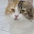 قطة اثنى للتبنى