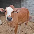 بقره دافع