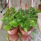 اخر 3 بوتس اخر ساق بامبوا مقاس 50 سم