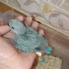 فروخ روز