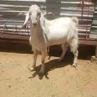 فحل مصري للبيع