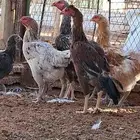 للبيع دجاج بياض جرومه طيبه حيل العدد تقريبا 20