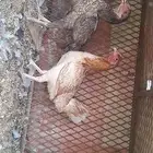 للبيع دجاج باكستاني