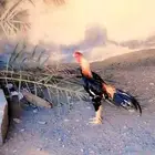 طقم شامو ياباني فاخر